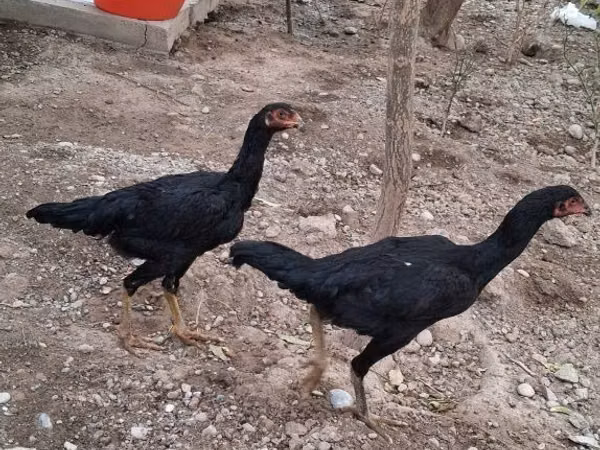 Japanese Bantam — Uzbekistan