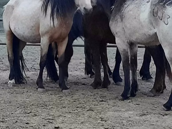 Mare, Horses — Kazakhstan