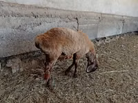Ram, Sheep — photo 4