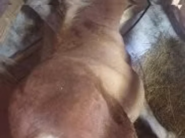 گھوڑی, Haflinger