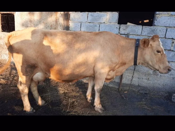 Cow, Swiss cattle — Kazakhstan