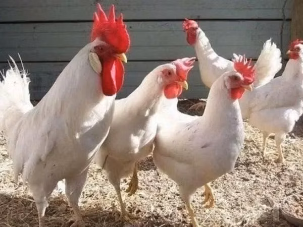 Chickens — Uzbekistan