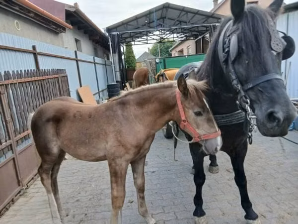 Конь, Лошади — Венгрия