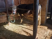 암소, Russian Black pied cattle — 사진 5