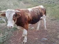 Toro, Simmental cattle — foto 1