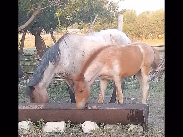 Kuda betina, Horses — Kazakhstan