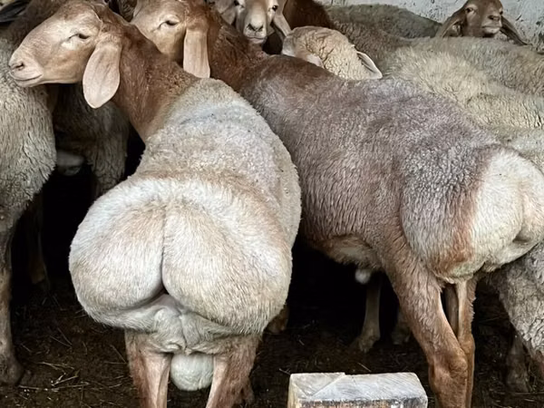 قوچ, Rhon sheep