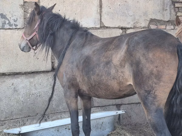 Mare, Horses — Kazakhstan