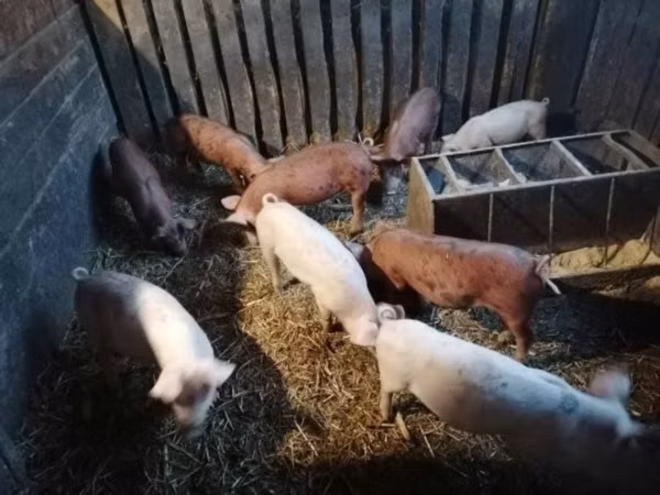 Pigs (batch, sex not specified),  — Hungary