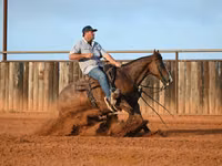 公马, Quarter Horse — 照片 3