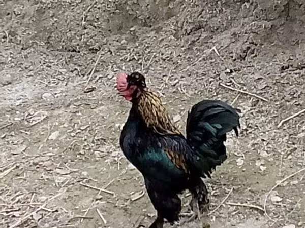 Bantam giapponese