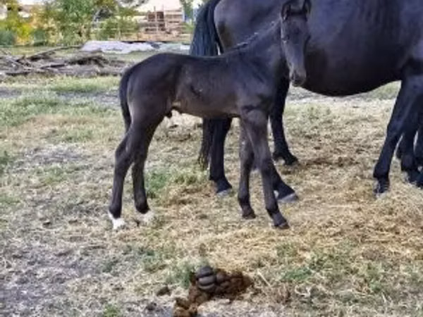 Φοράδα, Nonius horse