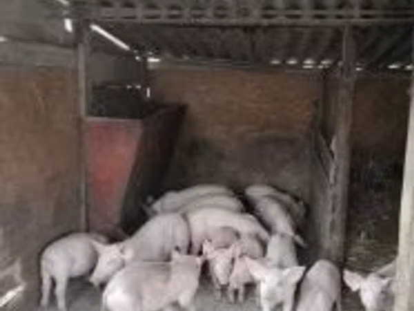 สุกร (เป็นล็อต, ไม่ระบุเพศ), หมู