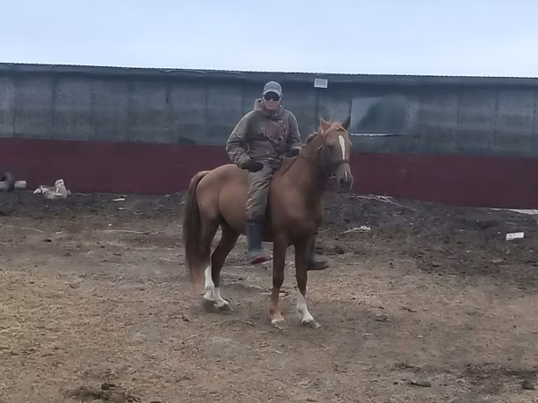 Mare, Horse breed — Kazakhstan
