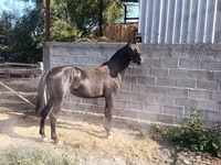 घोड़ा, Friesian sport horse — फ़ोटो 5