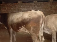 गाय, मवेशी — फ़ोटो 3
