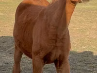 Horse (M), Arabian horse — photo 1