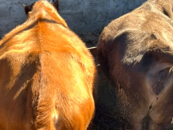 Cow, Cattle — Kazakhstan