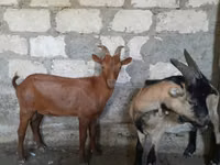 숫염소, Nubian Goat — 사진 4