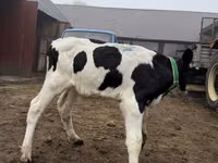 วัวตัวผู้, Russian Black pied cattle — รูปภาพ 2