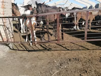 Horses (batch, sex not specified), Horse breed — photo 3
