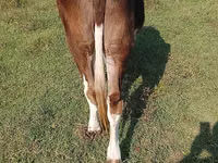 گاو ماده, Simmental cattle — عکس 4