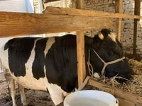 Boğa, Russian Black pied cattle — foto 1
