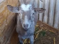 Kambing betina, Goats — foto 2