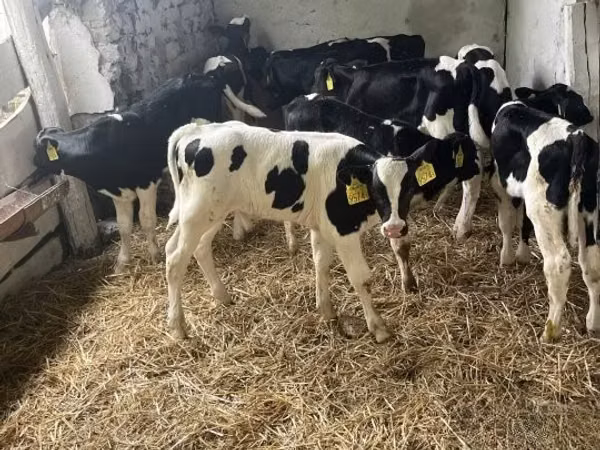 Bull, Russian Black pied cattle — Hungary