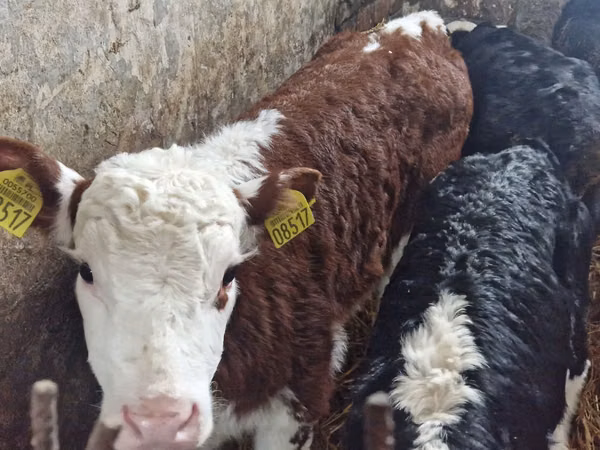 Cattle (batch, sex not specified), Hereford