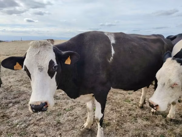 母牛, Holstein breed