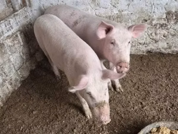 Vepar,  — Мађарска