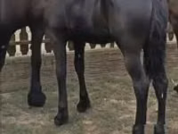 Mare, Friesian — photo 2