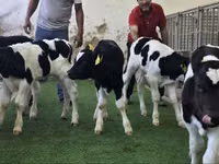 Cattle (batch, sex not specified), Russian Black pied cattle — photo 1