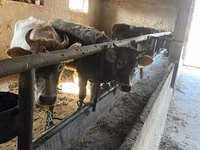 گاو ماده, Russian Black pied cattle — عکس 6
