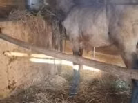 Kuda jantan, Arabian horse — foto 1