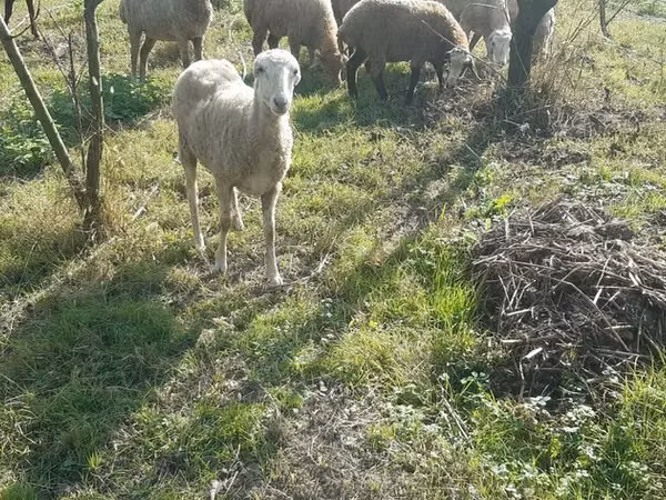 母羊, Sheep