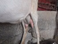 Продаю козы, дойные 
село Кок жар — 사진 2
