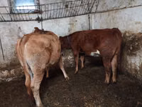 Bydło (partia, płeć nieokreślona), Simmental cattle — zdjęcie 1