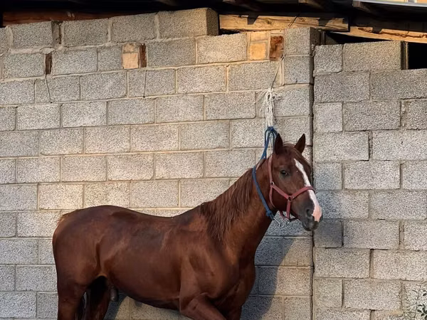 اسب نر, Friesian sport horse