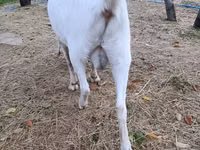 Koza, Beetal goats — foto 3