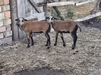 Ram, Sheep — photo 1