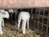 Қошқар, Ile-de-France sheep — 4-сурет