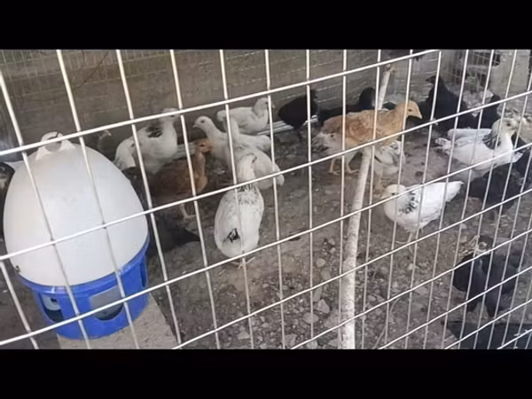 Chickens — قرقیزستان