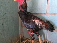 Chickens — photo 2