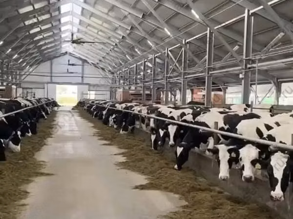 Ko, Russian Black pied cattle