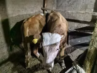 सांड, Simmental cattle — फ़ोटो 6