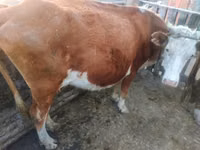Vache, Latvian Blue cattle — photo 3