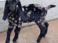 Billy Goat, Nubian Goat — photo 3