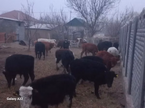 公牛, Cattle — 哈萨克斯坦